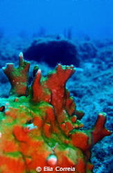 Fire coral! by Elia Correia 